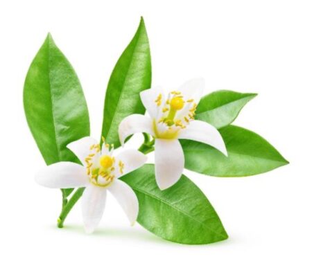 neroli